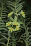 Euphorbia pithyusa RCP6-07 059.jpg